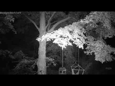 Barred Owl Heard Hooting or Calling in Live Stream