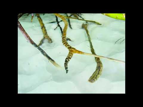 Song : Mia Faagathi Rabeeun . Ekelondaa . 09 Jun 2024 Faresmathoda. 📸 MV Imthi