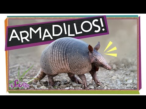 Armadillos: Animals with Armor!