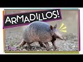 Armadillos Animals With Armor