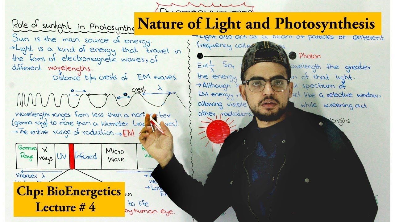 Role of Sunlight in Photosynthesis
