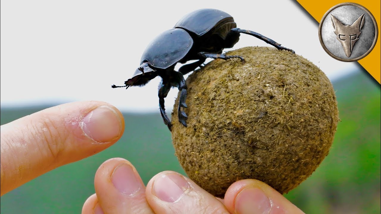 They See Me ROLLIN'...TURDS!