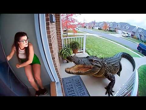 This really happened in people's gardens.