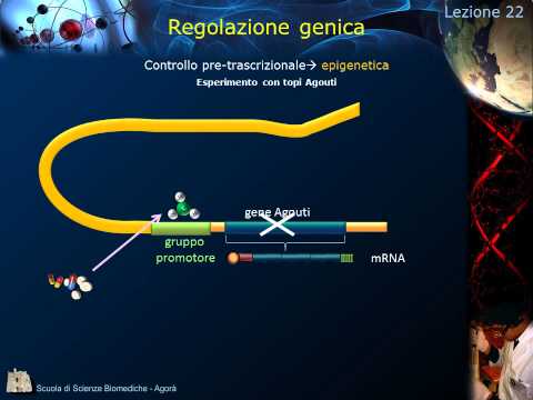 Lezione 22 - Epigenetica