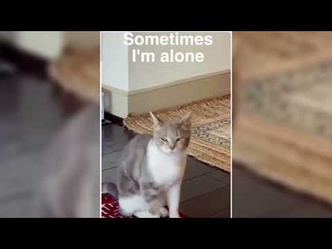 sometimes i'm alone sometimes i'm not hello - tiktok cat singing autotune shorts