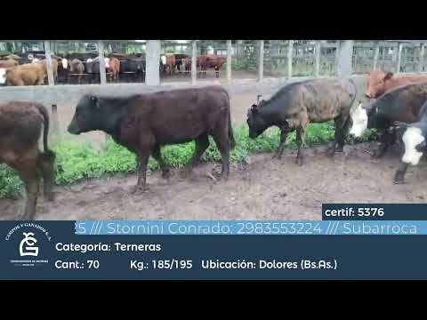 Lote Hembras -  Dolores Bs As