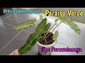 Download Lagu Philodendron Paraiso Verde  Tips Perawatannya Mp3 Free