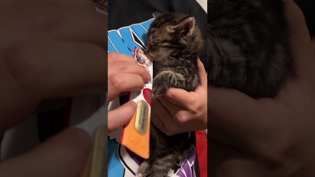 These 5 Newborn Kittens video