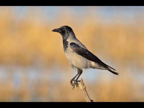 Nebelkrähe Ruf (Corvus cornix)