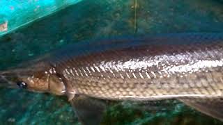 preview picture of video 'Alligator fish srilanka'