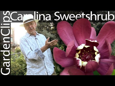 download lagu mp3 mp4 Aphrodite Sweetshrub Care, download lagu Aphrodite Sweetshrub Care gratis, unduh video klip Aphrodite Sweetshrub Care