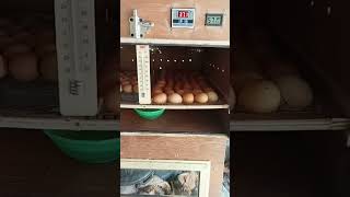 Download lagu Mesin tetas telur ayam kapasitas 100 butir#short#mesintetastelur #mesintetas mp3