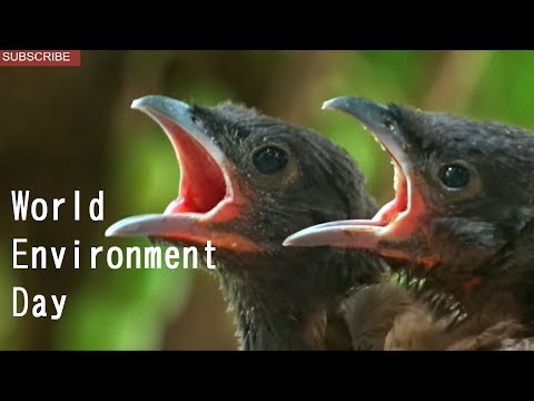 Keep this world greener | World Environment Day