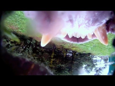 GoPro Got Eaten By A Grizzly Bear!