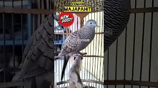 Download lagu Perkutut Cemani Majapahit Gacor Suara Besar mp3