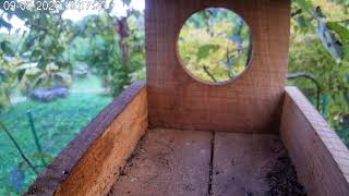 Bird Feeder Live Cam 2 🕊️ | Live Nature from Slovenia | Arboretum and Botanical Gardens Volčji Potok live webcam