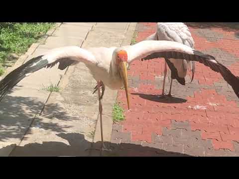 Spread-Wing Cranes Standing on One Leg