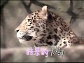 在森林和原野 香港精選粵語兒歌卡粒OK第二輯 2002