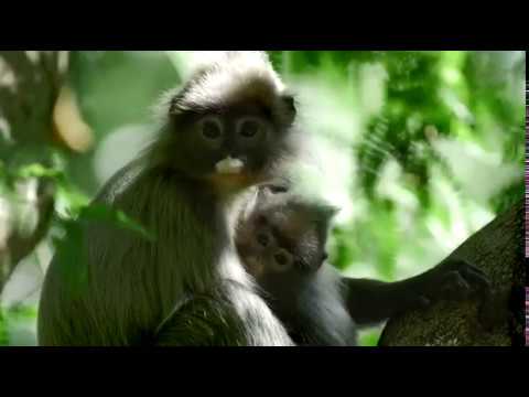 Mysteries of Mekong (2017) Trailer