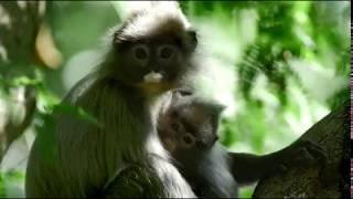 Mysteries of Mekong (2017) Trailer