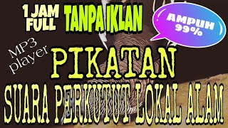 Download lagu Pemikat Suara Perkutut Lokal Alam Gacor, Masteran Dan Pikat 1 Jam Full Tanpa Iklan Mp3 mp3 Download lagu Pemikat Suara Perkutut Lokal Alam Gacor, Masteran Dan Pikat 1 Jam Full Tanpa Iklan Mp3 mp3