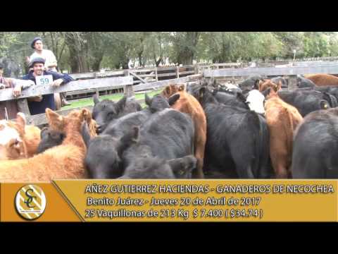 Venta de Hembras-Añez Gutiérrez Hacienda S.A - Ganaderos de Necochea S.A. - B.Juárez