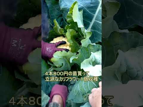 園芸 カリフラワー
