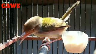 Download lagu pancingan ciang ciang mp3