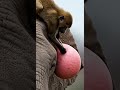 "You Won’t Believe What This Baboon Did to an Elephant! 😱 #wildlife #nature #unexpected"
