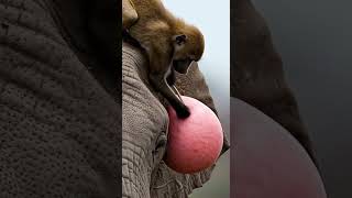 Download lagu 'You Won’t Believe What This Baboon Did to an Elephant! 😱 #wildlife #nature #unexpected' mp3