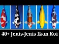 Ikan Koi Merupakan Jenis Ikan Hias Apa