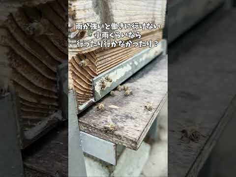 鳥のためにどの巣箱を買うべきか、親を怖がらせる鳥、巣を放棄する、雛を残す