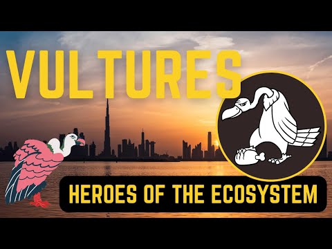 Vultures: The heroes of the ecosystem TOP 5 FACTS