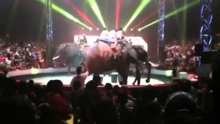 Cupid Shuffle Baltimore UniverSoul CircUs