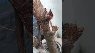 Download lagu Sakitnya patah ranting 😭 #lihatduniasekitar mp3 Download lagu Sakitnya patah ranting 😭 #lihatduniasekitar mp3