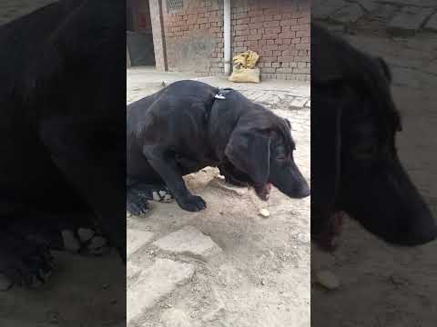 Cute Aini 🥰🤩 #shorts #shade of creativity