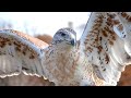 Hawk Sounds Hawk Sound Effects Red Tailed Hawk Noises Hawk Screech Hawk Calls No Music