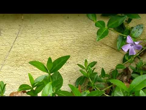 Exterminating Ants in Wall Township, NJ