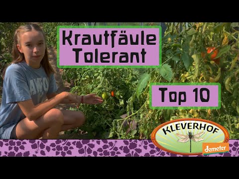 Top 10 Krautfäuletolerante Tomaten. Die besten, robusten Tomaten in einem wirklich nassem Jahr.