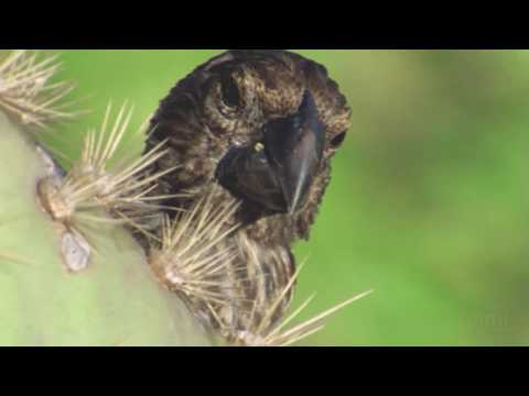 The Origin of Species: The Finch's Beak | HHMI BioInteractive Video