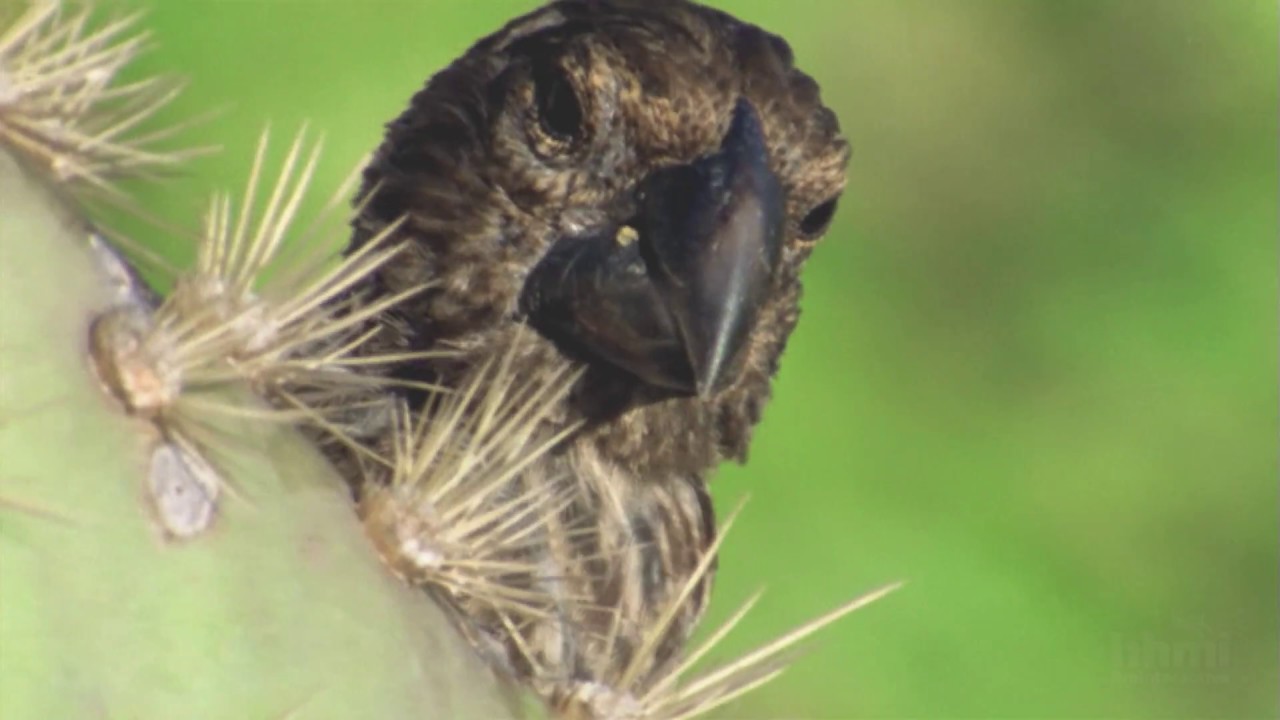 El Origen de las Especies: El Pico del Pinzón | HHMI BioInteractive Video