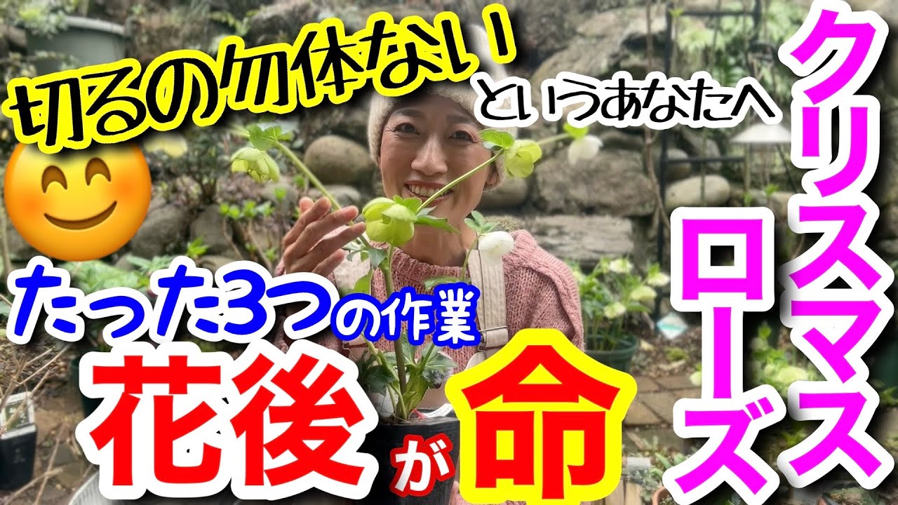 【放置は危険⚠️花後が命】クリスマスローズの正しい花後管理3選 / 3〜4が超重要☝️知らないと来春花が楽しめなくなるかも💦/ 春の購入株のお手入れも🤗大和園さんの人気クリロー【ガーデニング】