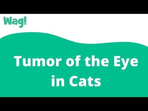 Tumor of the Eye in Cats | Wag!