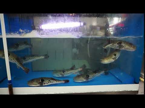 fugu puffer fish porcupine fish for sashimi live swimming in tank