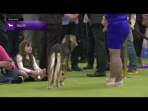 Salukis | Breed Judging 2025