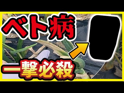 タマネギのウジ虫を取り除く方法は？ヒント、症状、治療法  庭園