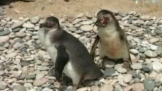 Nacen en Perú peculiares pingüinos de Humboldt