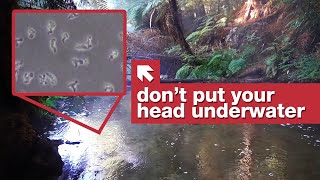 The Brain-Eating Amoebas of Kerosene Creek