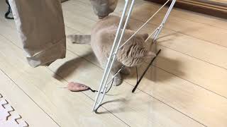 癒し動画です。#猫#ねこ#cat#可愛い#かわいい