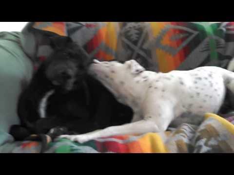 Puppy addicted to licking inside big dog's ear